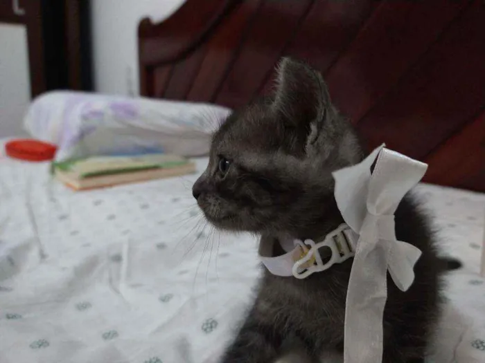 Gato raça Srd idade Abaixo de 2 meses nome Esmeralda
