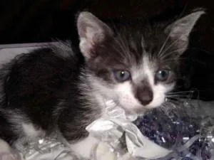 Gato raça Srd idade Abaixo de 2 meses nome MIAU