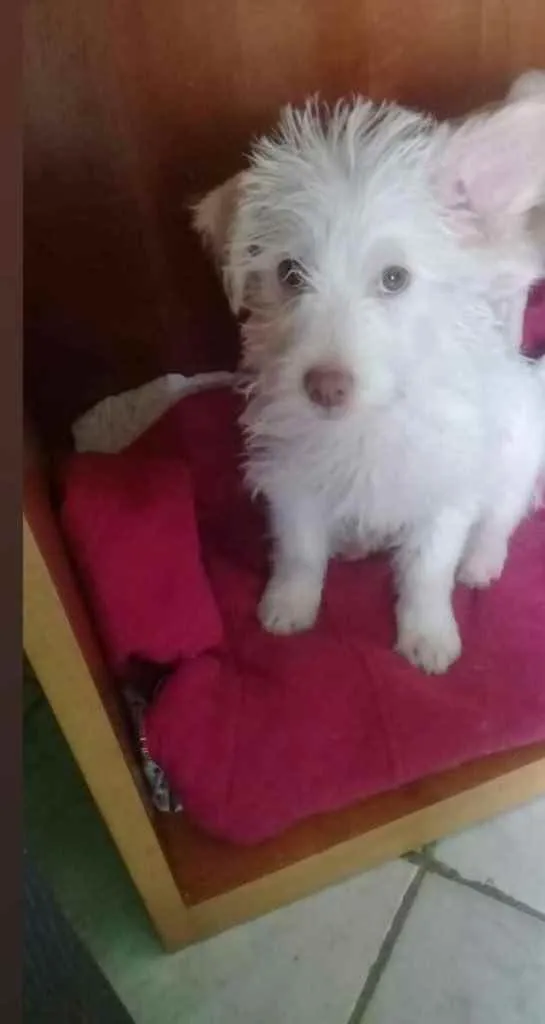 Gato raça Srd idade 7 a 11 meses nome Bartho