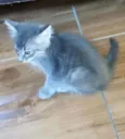 Niki