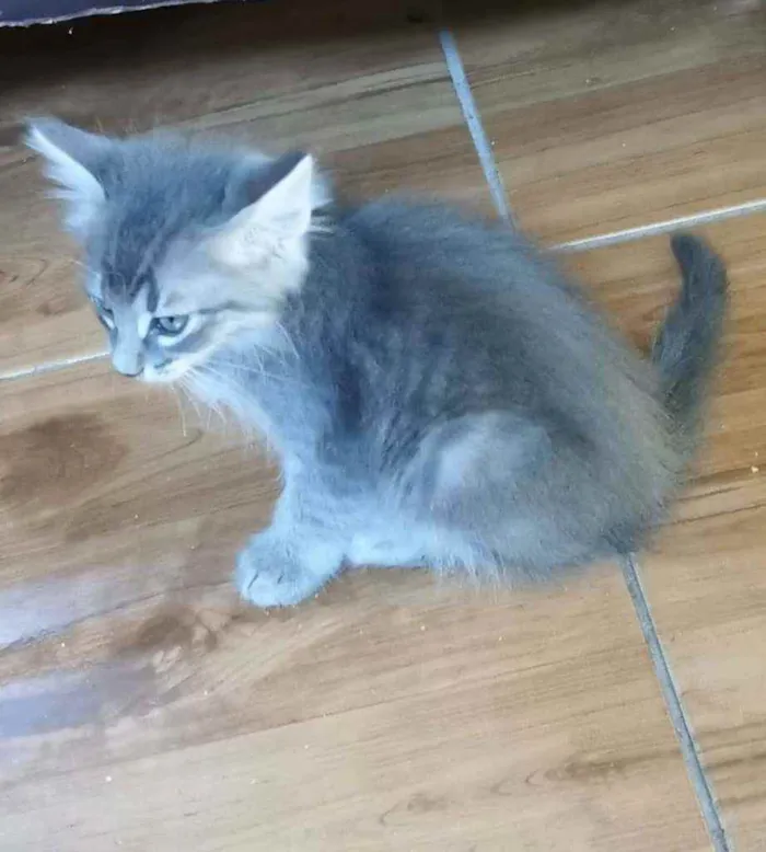 Gato ra a SRD idade Abaixo de 2 meses nome Niki