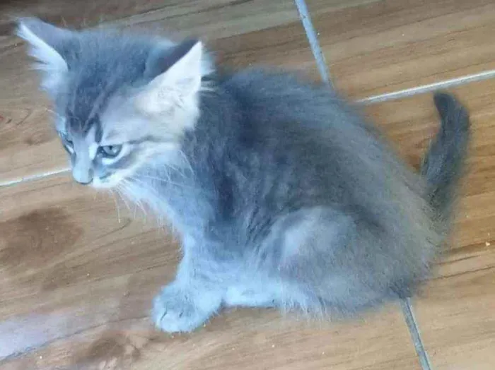 Gato ra a SRD idade Abaixo de 2 meses nome Niki