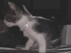 Gato raça Srd idade Abaixo de 2 meses nome Petrukio