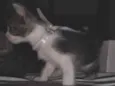 Petrukio