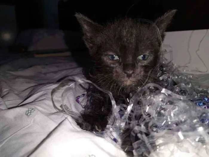 Gato raça Srd idade Abaixo de 2 meses nome SAFIRA