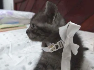 Gato raça Srd idade Abaixo de 2 meses nome Esmeralda