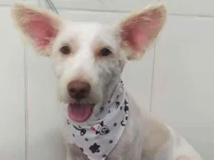 Gato raça Srd idade 7 a 11 meses nome Bartho