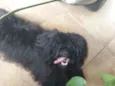 Não atende por nome