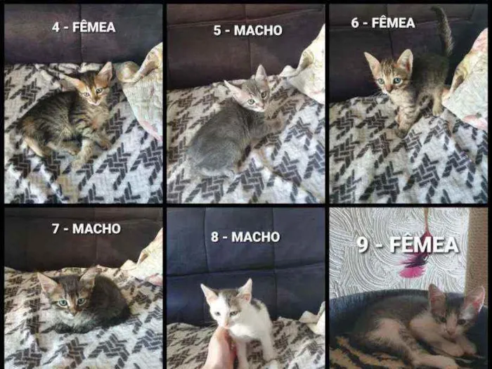Gato ra a  idade Abaixo de 2 meses nome Mel. Nina. Indiana j