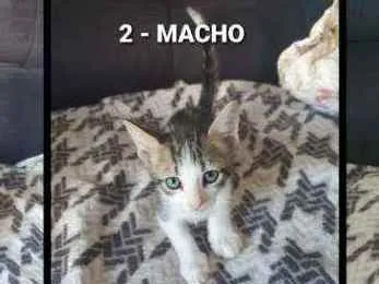 Gato ra a  idade Abaixo de 2 meses nome Mel. Nina. Indiana j