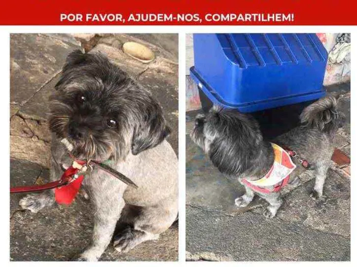 Cachorro ra a Shih Tzu idade 6 ou mais anos nome Nego