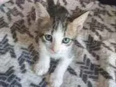 Gato raça  idade Abaixo de 2 meses nome Mel. Nina. Indiana j