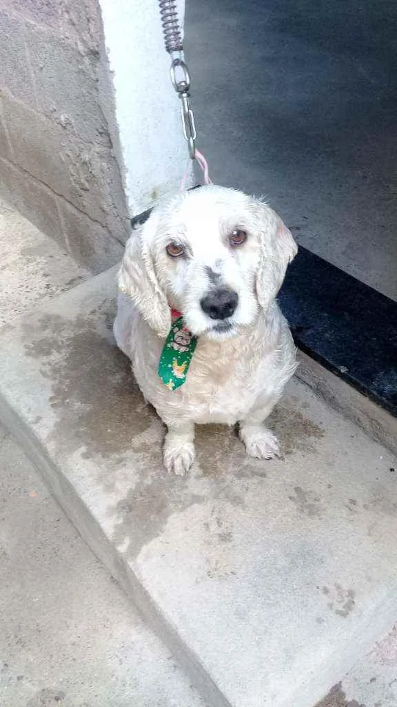 Cachorro raça Koker/Pudo (misto)  uma Pudo  idade 6 ou mais anos nome Boby. E cristal 