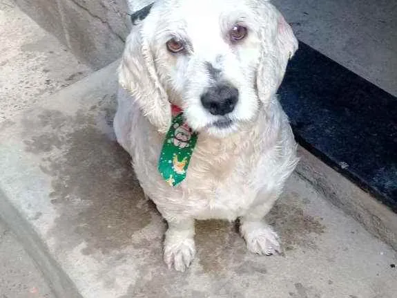 Cachorro raça Koker/Pudo (misto)  uma Pudo  idade 6 ou mais anos nome Boby. E cristal 