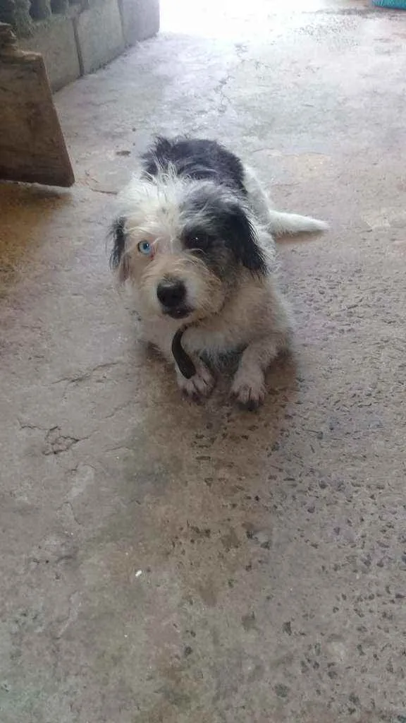 Cachorro raça Koker/Pudo (misto)  uma Pudo  idade 6 ou mais anos nome Boby. E cristal 