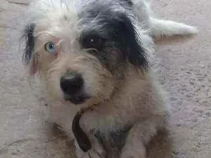 Cachorro raça Koker/Pudo (misto)  uma Pudo  idade 6 ou mais anos nome Boby. E cristal 