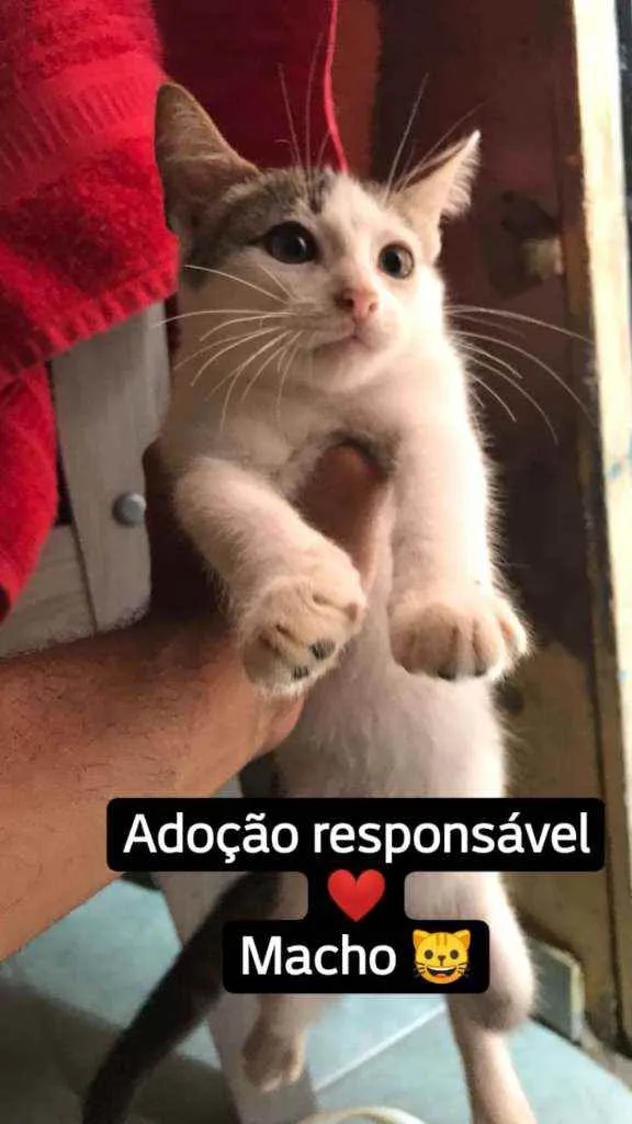 Gato ra a  idade 2 a 6 meses nome Estefan e Carolaine