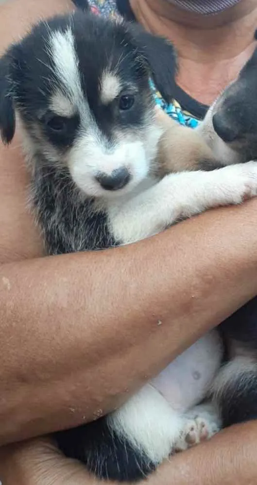 Cachorro ra a Indefinida idade Abaixo de 2 meses nome Sem nome