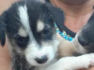 Cachorro raça Indefinida idade Abaixo de 2 meses nome Sem nome