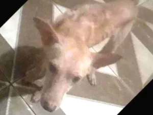 Cachorro raça  idade 5 anos nome Clara