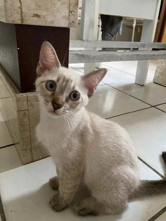 Gato ra a Não definida idade 2 a 6 meses nome Glaucia