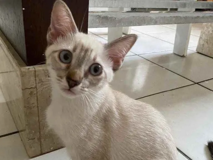 Gato ra a Não definida idade 2 a 6 meses nome Glaucia