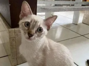 Gato raça Não definida idade 2 a 6 meses nome Glaucia