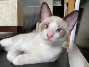 Gato raça Indefinida idade 2 a 6 meses nome Apolo