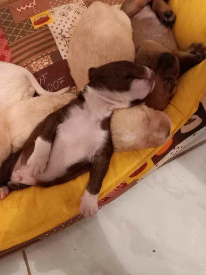 Cachorro ra a sem raça idade Abaixo de 2 meses nome 7 filhotes