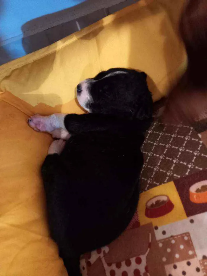 Cachorro ra a sem raça idade Abaixo de 2 meses nome 7 filhotes