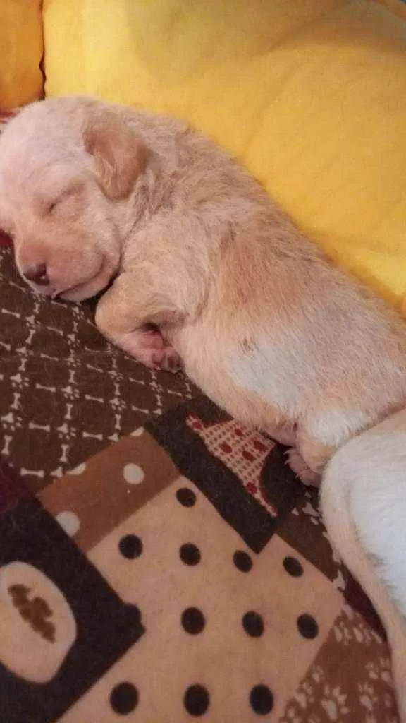 Cachorro ra a sem raça idade Abaixo de 2 meses nome 7 filhotes