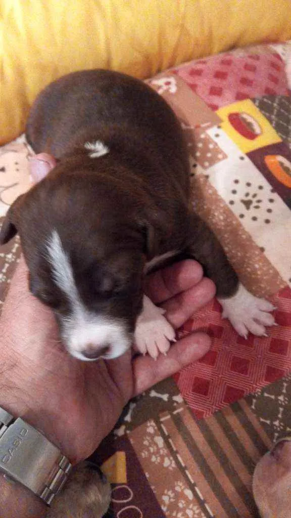 Cachorro ra a sem raça idade Abaixo de 2 meses nome 7 filhotes