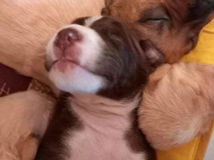 Cachorro ra a sem raça idade Abaixo de 2 meses nome 7 filhotes