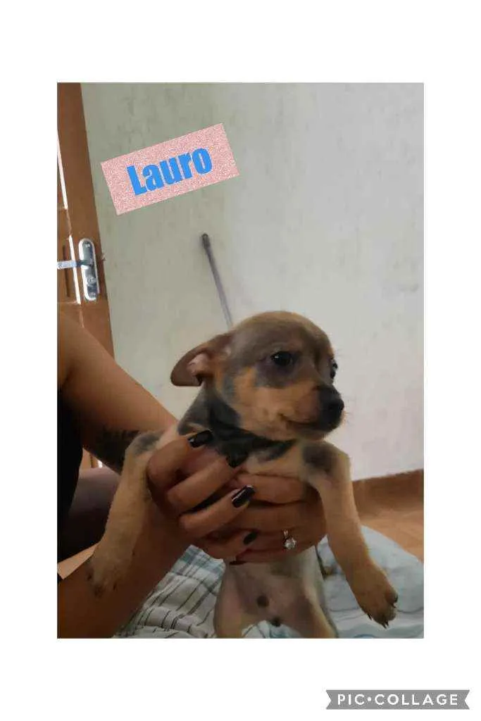 Cachorro raça srd idade Abaixo de 2 meses nome LAURO