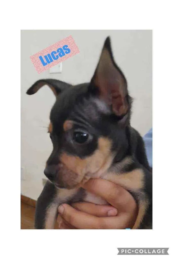 LUCAS