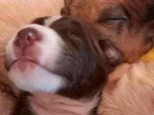 Cachorro raça sem raça idade Abaixo de 2 meses nome 7 filhotes