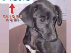 Cachorro raça srd idade 2 a 6 meses nome PIETRO