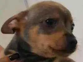 Cachorro raça srd idade Abaixo de 2 meses nome LAURO