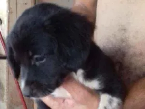 Cachorro raça Vira lata com Cofap idade 2 a 6 meses nome Duck