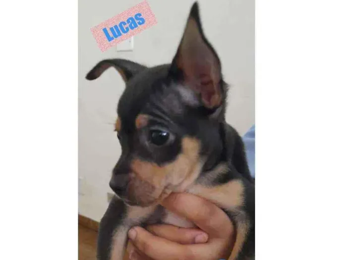 Cachorro raça srd idade Abaixo de 2 meses nome LUCAS