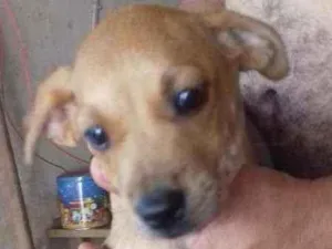 Cachorro raça Vira lata com Cofap idade 2 a 6 meses nome Duqueza