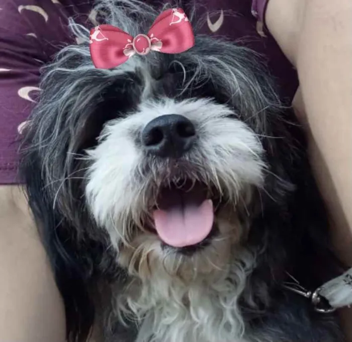 Cachorro ra a Mestiça  idade 7 a 11 meses nome Safira 