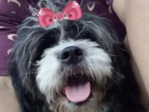 Cachorro raça Mestiça  idade 7 a 11 meses nome Safira 