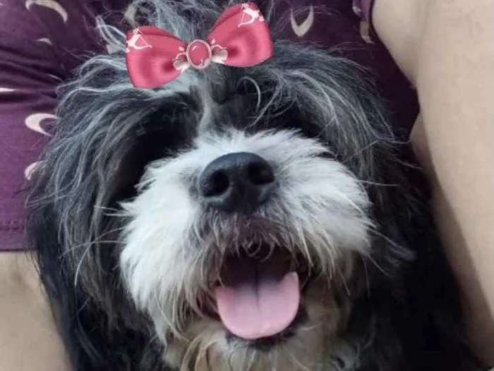 Cachorro ra a Mestiça  idade 7 a 11 meses nome Safira 