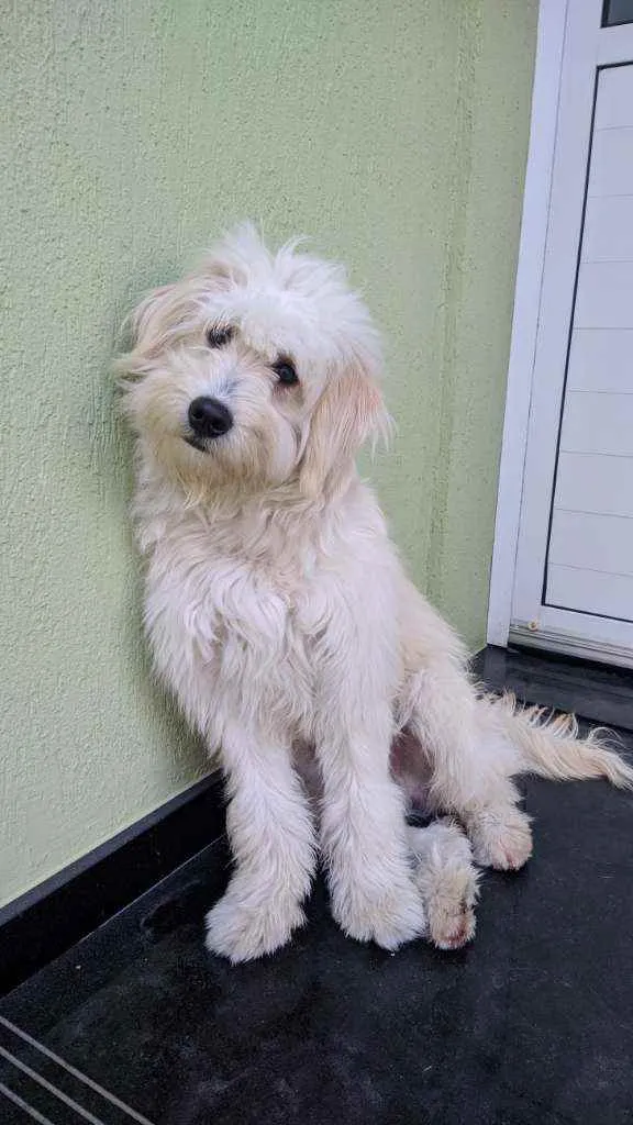 Cachorro ra a Não identificada idade 1 ano nome Pipoca