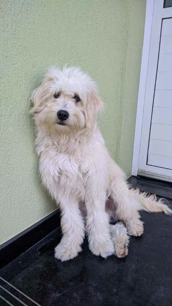 Cachorro ra a Não identificada idade 1 ano nome Pipoca