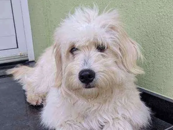 Cachorro ra a Não identificada idade 1 ano nome Pipoca