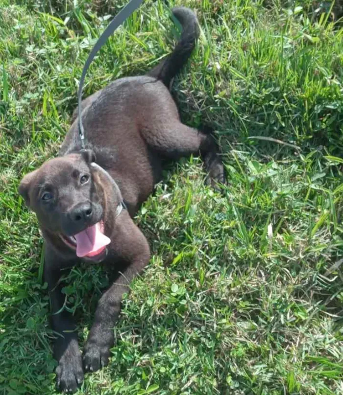 Cachorro ra a pitbull com rottweiler idade 2 a 6 meses nome Slink