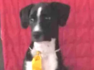 Cachorro raça Mestiço  idade 2 a 6 meses nome Orion 