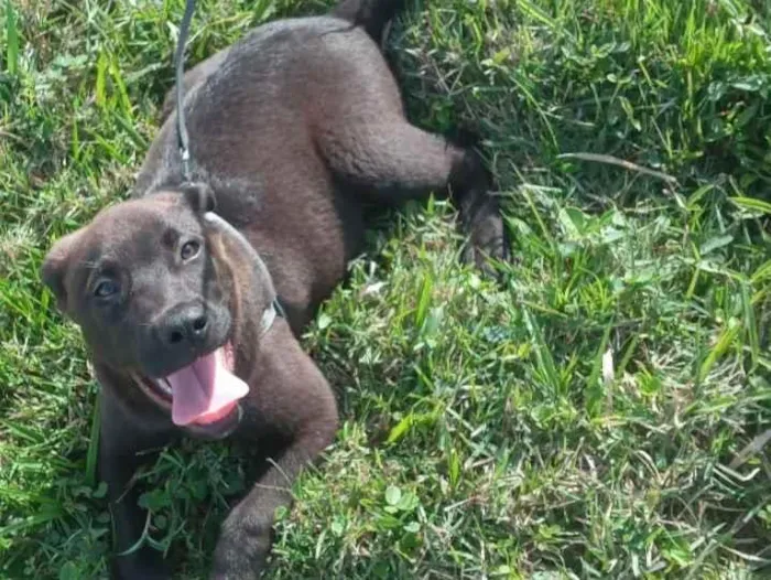 Cachorro ra a pitbull com rottweiler idade 2 a 6 meses nome Slink